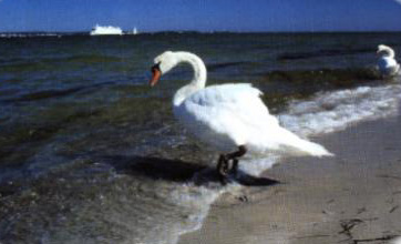 Wappentier von Laboe: der Schwan